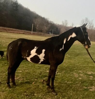 Beginner Safe, Super Smooth Gaited, RARE OVERO!!