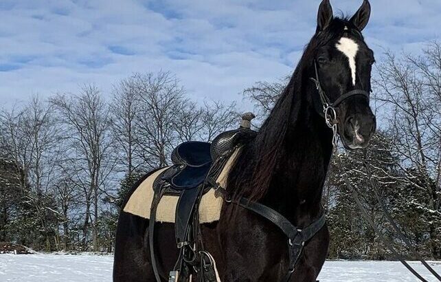 Tennessee Walking Horse