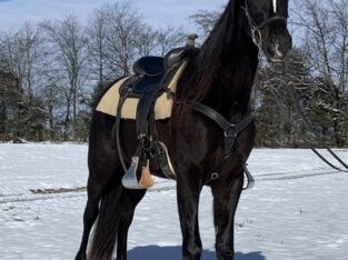 Tennessee Walking Horse