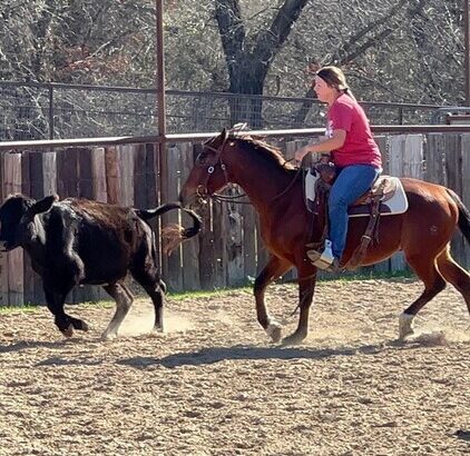 Best Quarter Horse sale