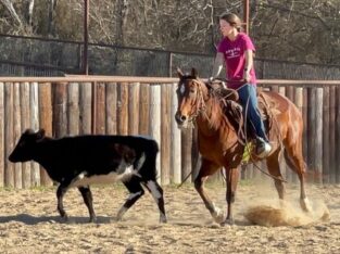 Best Quarter Horse sale