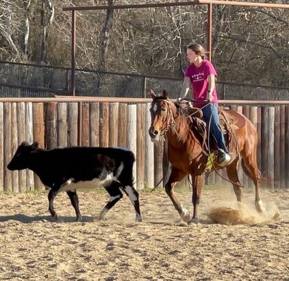 Best Quarter Horse sale