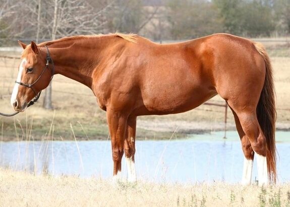 Quarter Horse