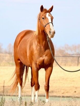 Quarter Horse