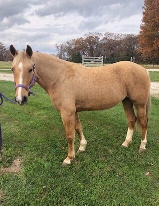 Gaited 15h Excellent trail horse