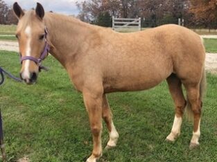 Gaited 15h Excellent trail horse