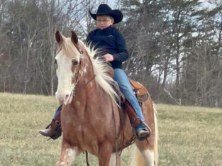 Tennessee Walking Horse