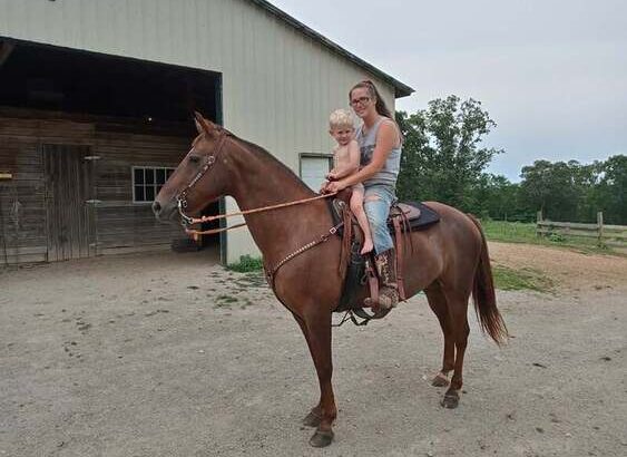 Gentle & Safe Tennessee Walker Trail Mare