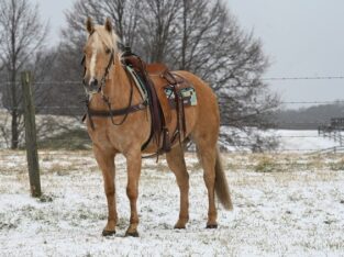 12 yr old AQHA Palomino Gelding…with beautiful color and so much training!