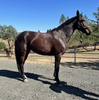 Gaited Racking Standardbred Mare