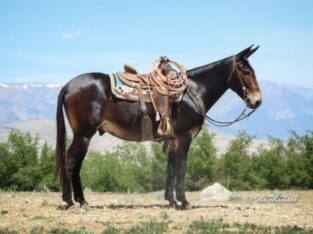 Brown Gelding Mule