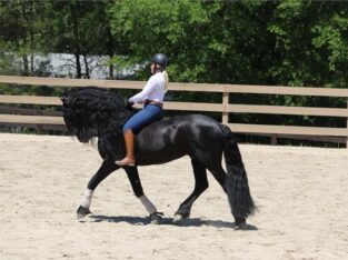 intelligent Top BLACK Friesian GELDING STAND 16.2H TALL. 7 YRS OLD