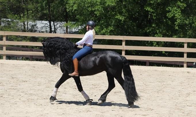 intelligent Top BLACK Friesian GELDING STAND 16.2H TALL. 7 YRS OLD