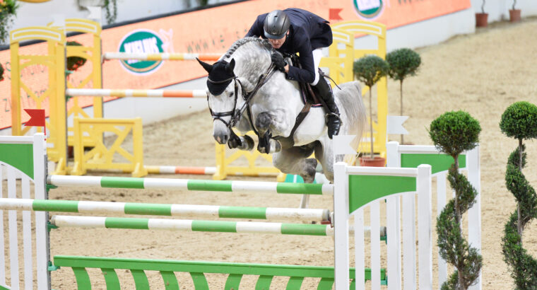 An Approved 1.46 M Jumper Dutch Warmblood