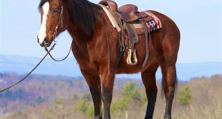 Grade Quarter Horse Bay Gelding