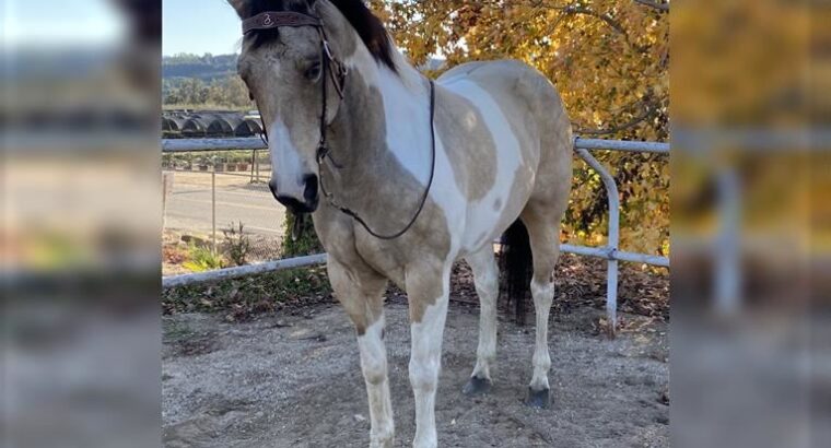 Sweet Easy To Ride Quarter Horse Gelding
