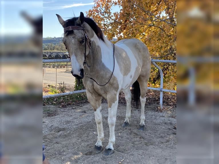 Sweet Easy To Ride Quarter Horse Gelding