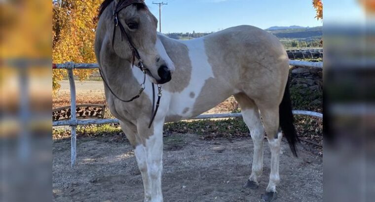 Sweet Easy To Ride Quarter Horse Gelding
