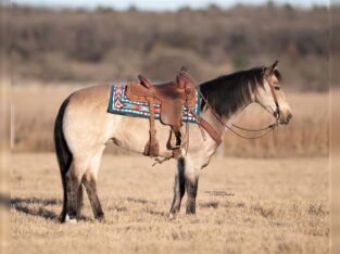 Beautiful Grade Quarter Horse Sale in marketplace