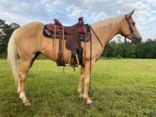 Horses marketplace Quarter Horse Breed