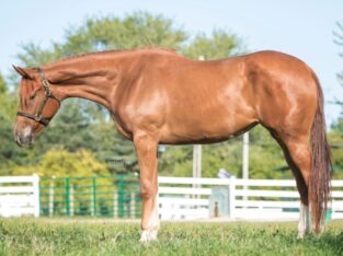 Unique Quarter Horse for sale in the marketplace.He is a very smooth ride.