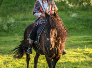 A magnificent gaited rocky mountain horse is for sale in the marketplace. Riding is completely risk-free.