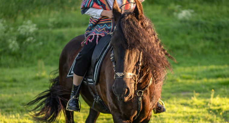 Beautiful and grouse mule horse sale in marketplace. mule horse is safe to ride anyone