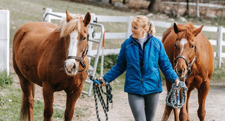 Beautiful and grouse mule horse sale in marketplace. mule horse is safe to ride anyone