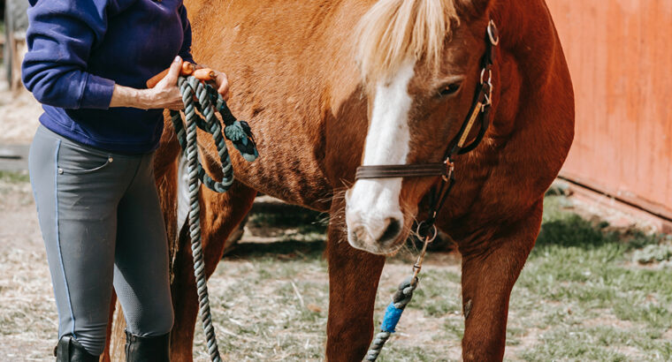 In the United States, there is a beautiful and Kentucky Mountain horse for sale.