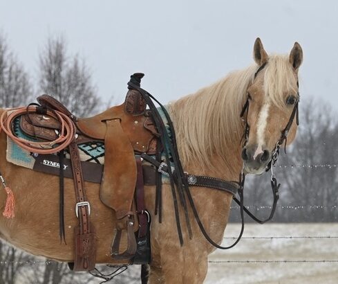 12 yr old AQHA Palomino Gelding…with beautiful color and so much training!