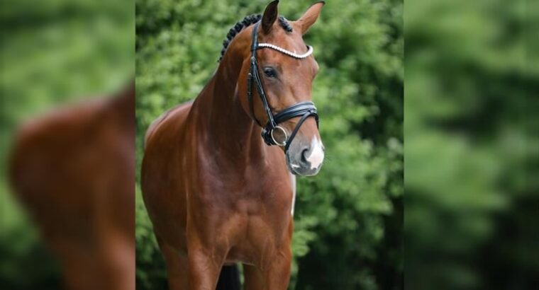 Rocky Mountain Horse sale market.