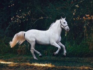 Best and unique -New Morgan horse