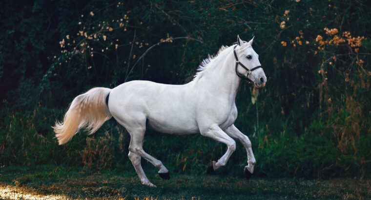 Best and unique -New Morgan horse