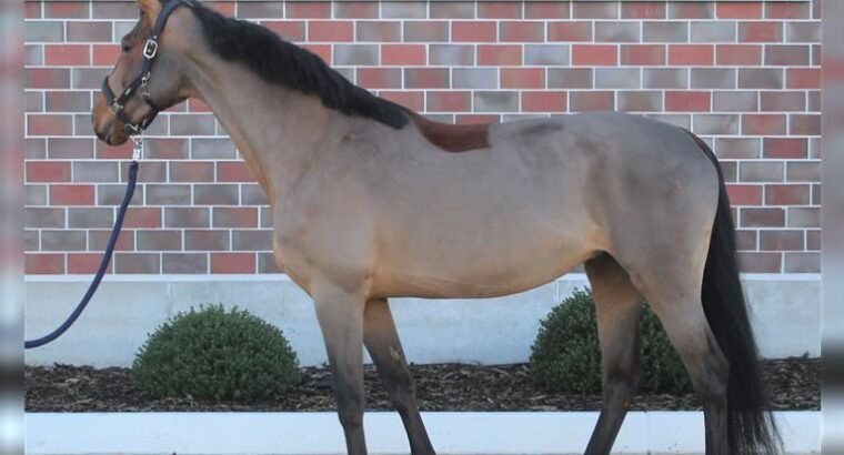 Available Missouri Foxtrotter Horse for sale