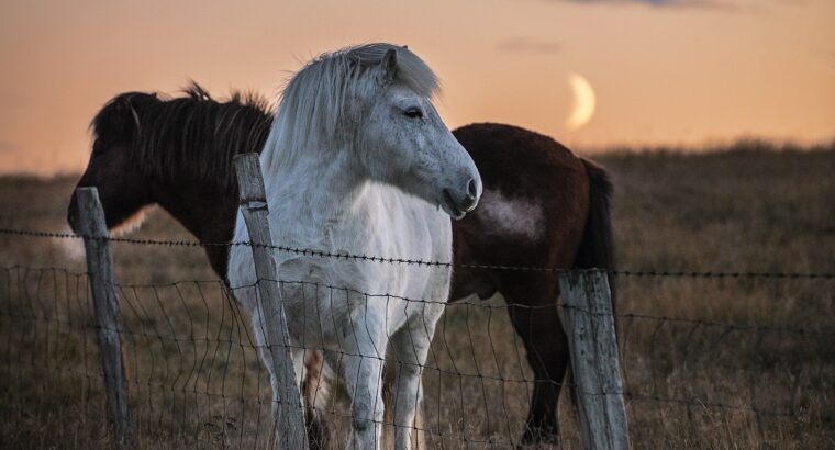 Beautiful Kentucky mountain Horse Classifieds