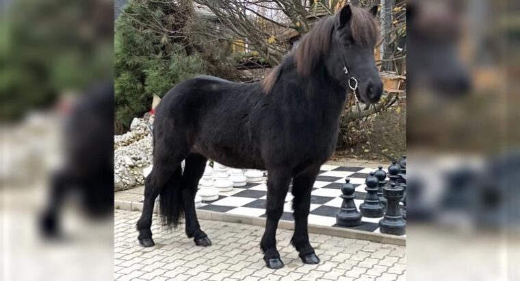 Best Icelandic Horse fast run away for the ice land