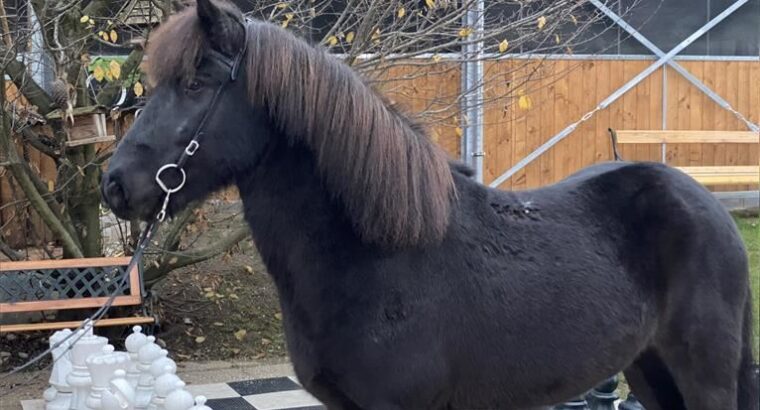 Best Icelandic Horse fast run away for the ice land