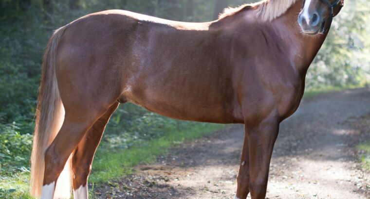 Sorrel Morgan Gelding