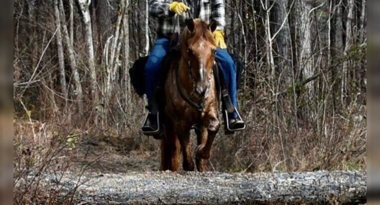 Beautiful Easy To Ride Trail Horse