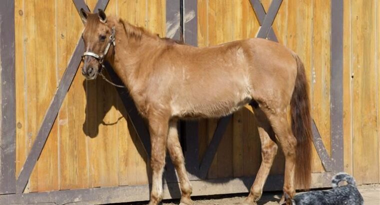 Beautiful Easy To Ride Trail Horse