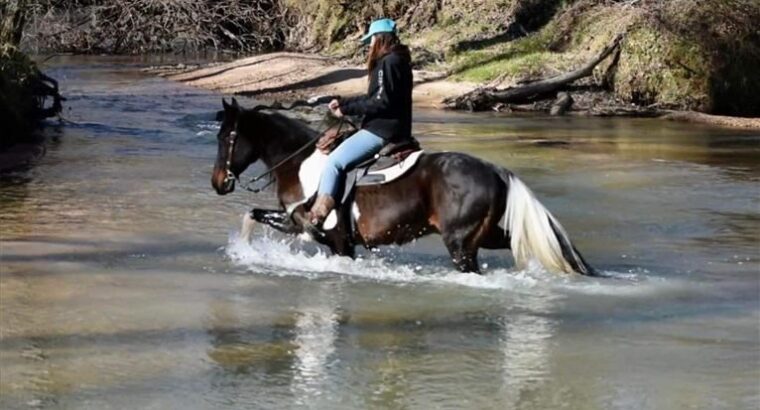Beautiful Trail Horse