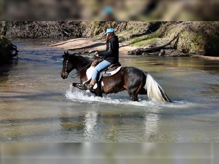 Beautiful Trail Horse