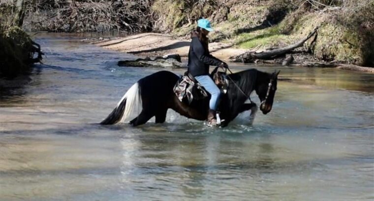 Beautiful Trail Horse