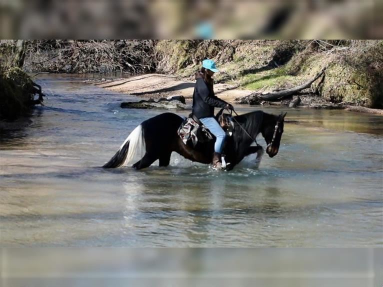 Beautiful Trail Horse