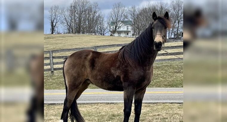 Stunning Sweet Breeding Stallion free classifieds Kentucky Mountain horse Breed for sale in the marketplace