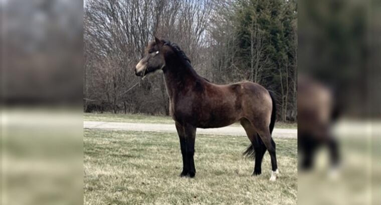 Stunning Sooty Buckskin East To Ride Gelding Kentucky Mountain Horse Sale