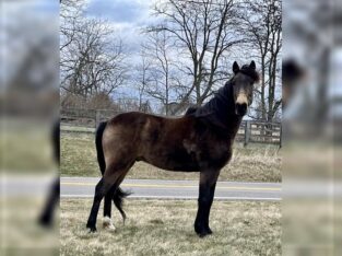 Stunning Sooty Buckskin East To Ride Gelding Kentucky Mountain Horse Sale