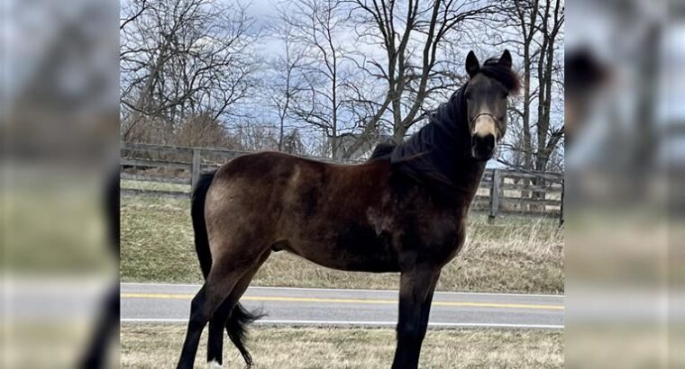 Stunning Sooty Buckskin East To Ride Gelding Kentucky Mountain Horse Sale