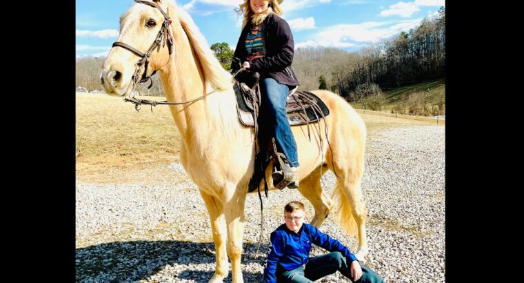 Tennessee Walking Horse- gaited trail dappled palomino gelding