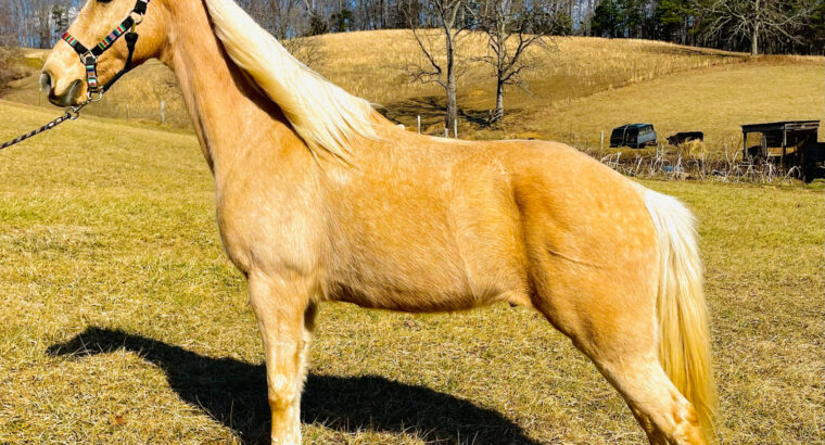 Tennessee Walking Horse- gaited trail dappled palomino gelding